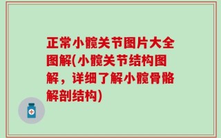 正常小髋关节图片大全图解(小髋关节结构图解，详细了解小髋骨骼解剖结构)