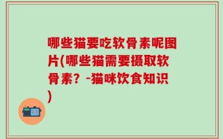 哪些猫要吃软骨素呢图片(哪些猫需要摄取软骨素？-猫咪饮食知识)