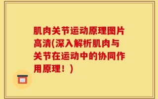 肌肉关节运动原理图片高清(深入解析肌肉与关节在运动中的协同作用原理！)