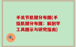 手关节肌腱分布图(手指肌腱分布图：解剖学工具图示与研究指南)