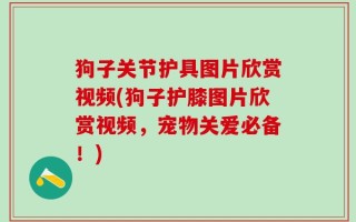 狗子关节护具图片欣赏视频(狗子护膝图片欣赏视频，宠物关爱必备！)