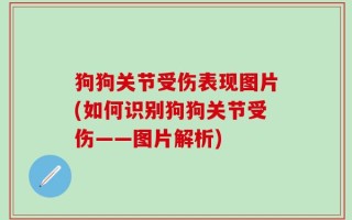狗狗关节受伤表现图片(如何识别狗狗关节受伤——图片解析)