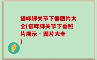 猫咪脚关节下垂图片大全(猫咪脚关节下垂照片展示 - 图片大全)