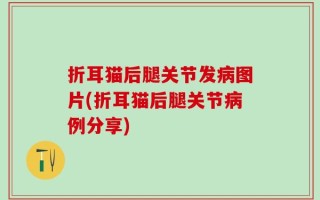 折耳猫后腿关节发病图片(折耳猫后腿关节病例分享)