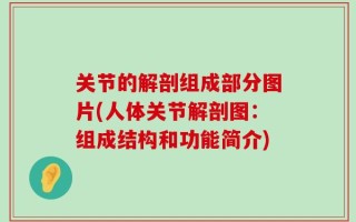 关节的解剖组成部分图片(人体关节解剖图：组成结构和功能简介)