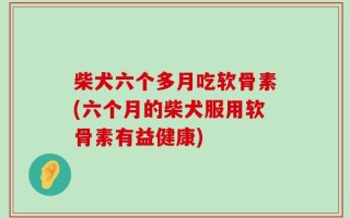 柴犬六个多月吃软骨素(六个月的柴犬服用软骨素有益健康)