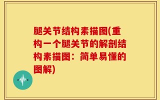 腿关节结构素描图(重构一个腿关节的解剖结构素描图：简单易懂的图解)