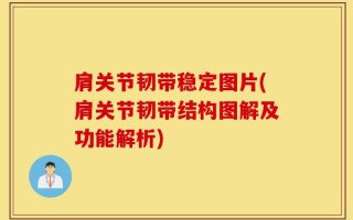 肩关节韧带稳定图片(肩关节韧带结构图解及功能解析)