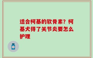 适合柯基的软骨素？柯基犬得了关节炎要怎么护理