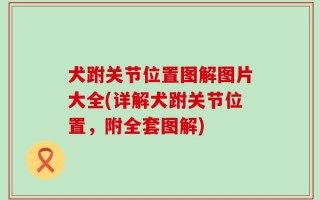犬跗关节位置图解图片大全(详解犬跗关节位置，附全套图解)