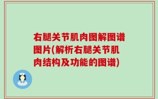 右腿关节肌肉图解图谱图片(解析右腿关节肌肉结构及功能的图谱)