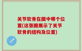 关节软骨在图中哪个位置(这张图展示了关节软骨的结构及位置)