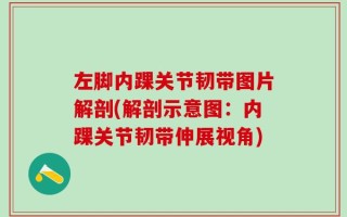 左脚内踝关节韧带图片解剖(解剖示意图：内踝关节韧带伸展视角)