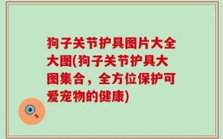 狗子关节护具图片大全大图(狗子关节护具大图集合，全方位保护可爱宠物的健康)