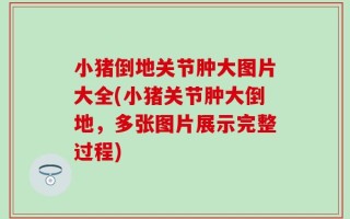 小猪倒地关节肿大图片大全(小猪关节肿大倒地，多张图片展示完整过程)