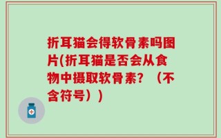 折耳猫会得软骨素吗图片(折耳猫是否会从食物中摄取软骨素？（不含符号）)