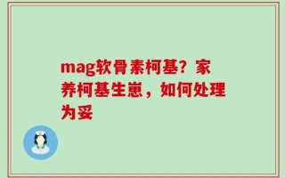 mag软骨素柯基？家养柯基生崽，如何处理为妥