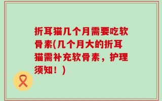 折耳猫几个月需要吃软骨素(几个月大的折耳猫需补充软骨素，护理须知！)