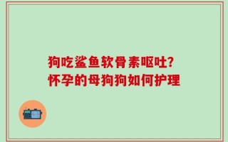 狗吃鲨鱼软骨素呕吐？怀孕的母狗狗如何护理
