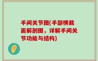 手间关节图(手部横截面解剖图，详解手间关节功能与结构)