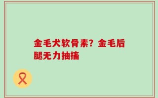 金毛犬软骨素？金毛后腿无力抽搐