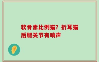 软骨素比例猫？折耳猫后腿关节有响声
