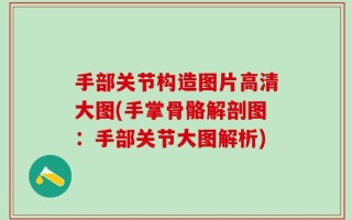 手部关节构造图片高清大图(手掌骨骼解剖图：手部关节大图解析)