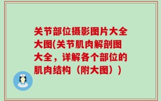 关节部位摄影图片大全大图(关节肌肉解剖图大全，详解各个部位的肌肉结构（附大图）)