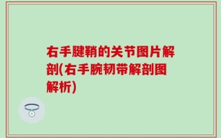 右手腱鞘的关节图片解剖(右手腕韧带解剖图解析)
