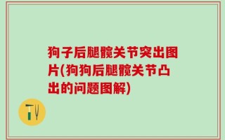 狗子后腿髋关节突出图片(狗狗后腿髋关节凸出的问题图解)