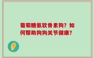 葡萄糖氨软骨素狗？如何帮助狗狗关节健康？