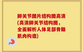 脚关节图片结构图高清(高清脚关节结构图，全面解析人体足部骨骼肌肉构造)