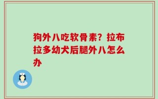 狗外八吃软骨素？拉布拉多幼犬后腿外八怎么办