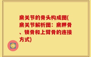 肩关节的骨头构成图(肩关节解析图：肩胛骨、锁骨和上臂骨的连接方式)