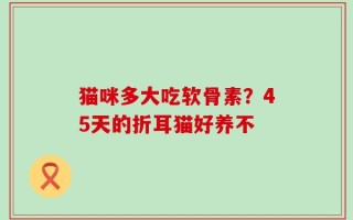 猫咪多大吃软骨素？45天的折耳猫好养不