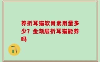 养折耳猫软骨素用量多少？金渐层折耳猫能养吗