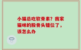 小猫总吃软骨素？我家猫咪的股骨头错位了，该怎么办