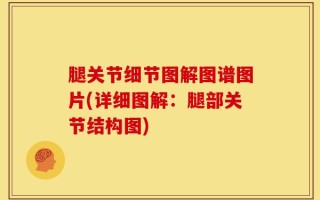 腿关节细节图解图谱图片(详细图解：腿部关节结构图)