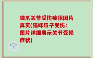 猫爪关节受伤症状图片真实(猫咪爪子受伤：图片详细展示关节受损症状)