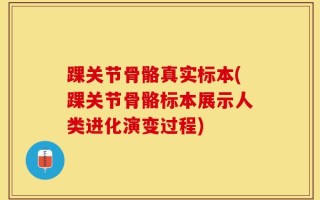 踝关节骨骼真实标本(踝关节骨骼标本展示人类进化演变过程)