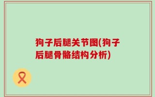狗子后腿关节图(狗子后腿骨骼结构分析)