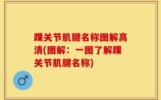 踝关节肌腱名称图解高清(图解：一图了解踝关节肌腱名称)