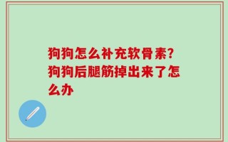 狗狗怎么补充软骨素？狗狗后腿筋掉出来了怎么办