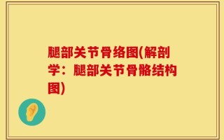 腿部关节骨络图(解剖学：腿部关节骨骼结构图)