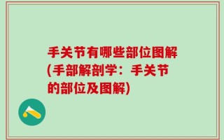手关节有哪些部位图解(手部解剖学：手关节的部位及图解)