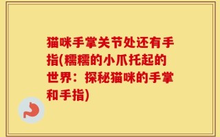猫咪手掌关节处还有手指(糯糯的小爪托起的世界：探秘猫咪的手掌和手指)