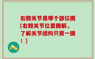 右髋关节是哪个部位图(右髋关节位置图解，了解关节结构只需一图！)