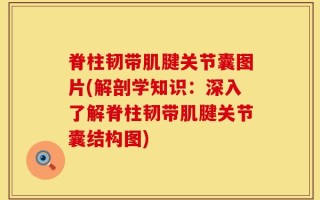 脊柱韧带肌腱关节囊图片(解剖学知识：深入了解脊柱韧带肌腱关节囊结构图)