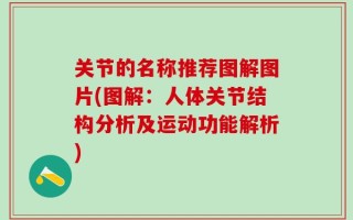 关节的名称推荐图解图片(图解：人体关节结构分析及运动功能解析)
