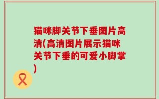 猫咪脚关节下垂图片高清(高清图片展示猫咪关节下垂的可爱小脚掌)